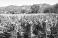 napa02.jpg