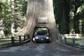 redwoods01.jpg