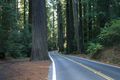redwoods02.jpg