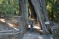redwoods03.jpg