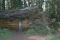 redwoods05.jpg